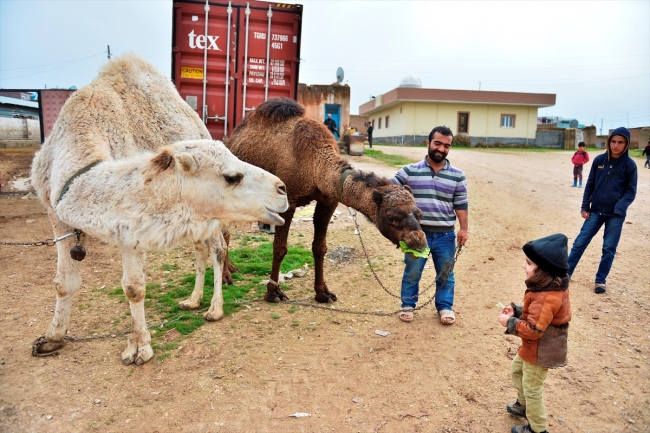 "Badem" ve "Sakız" adını verdiği develerine çocukları gibi bakıyor