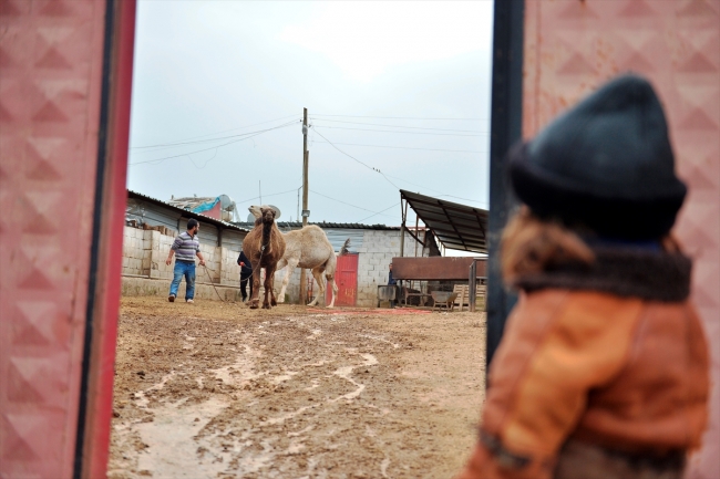"Badem" ve "Sakız" adını verdiği develerine çocukları gibi bakıyor
