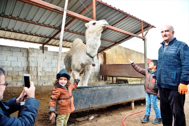 "Badem" ve "Sakız" adını verdiği develerine çocukları gibi bakıyor