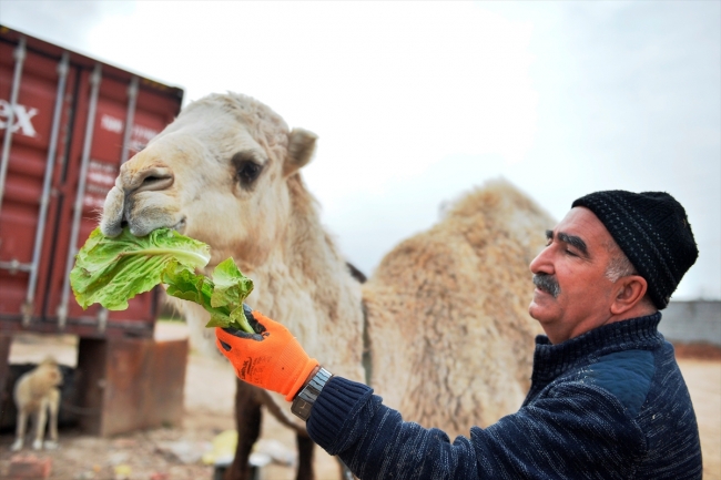 "Badem" ve "Sakız" adını verdiği develerine çocukları gibi bakıyor