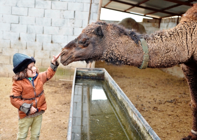 "Badem" ve "Sakız" adını verdiği develerine çocukları gibi bakıyor