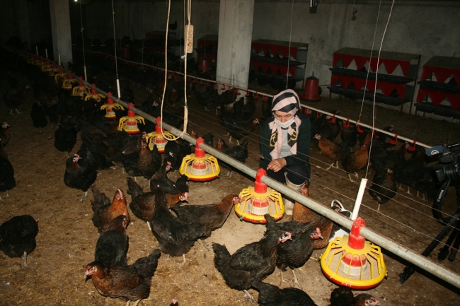 Devlet desteğiyle kurduğu çiftlikte organik yumurta üretiyor