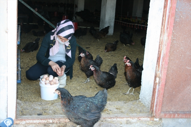 Devlet desteğiyle kurduğu çiftlikte organik yumurta üretiyor