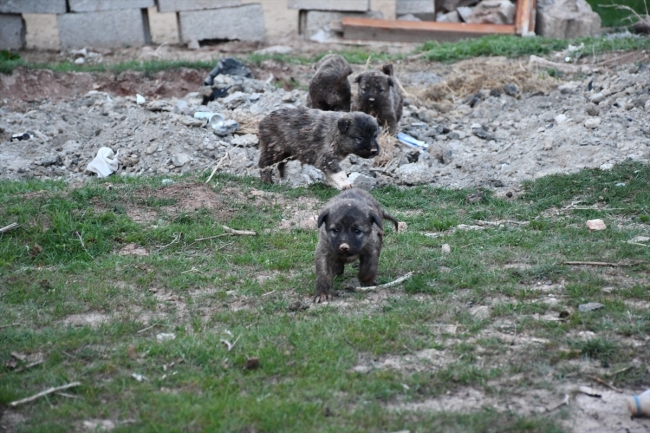 Foseptik çukuruna düşen köpek yavrularını itfaiye kurtardı