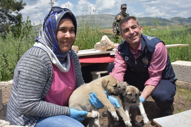 Polis memuru mağarada bulduğu yavru köpeklere sahip çıktı