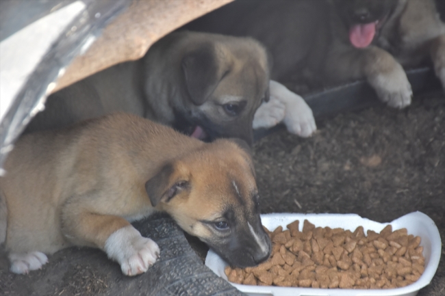 Polis memuru mağarada bulduğu yavru köpeklere sahip çıktı