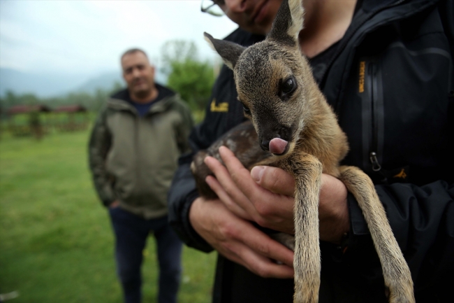 Yavru karaca "Ramazan" emin ellerde