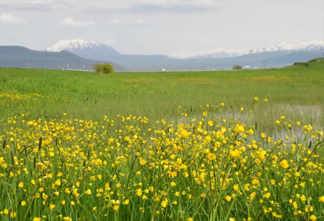 Muş'ta endemik bitki türleri kayıt altına alınıyor