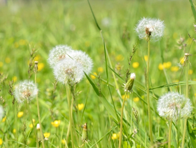 Muş'ta endemik bitki türleri kayıt altına alınıyor