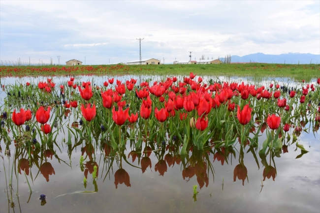 Muş'ta endemik bitki türleri kayıt altına alınıyor