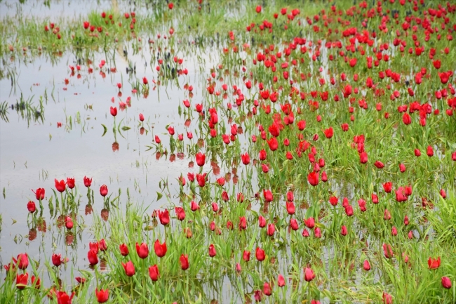 Muş'ta endemik bitki türleri kayıt altına alınıyor