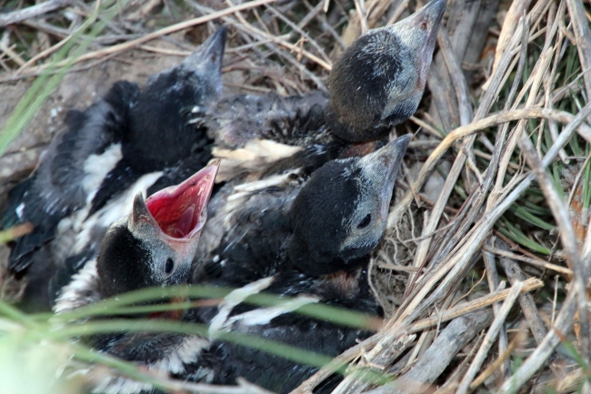 Karga yavrusunun imdadına itfaiye yetişti