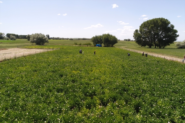 Bozkır topraklarını "şakayık"la tanıştırdılar