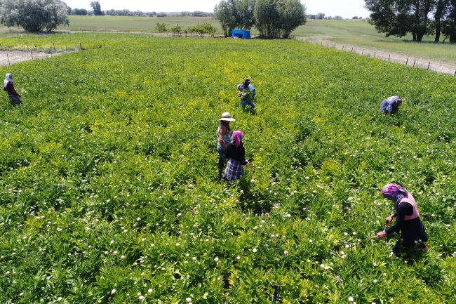 Bozkır topraklarını "şakayık"la tanıştırdılar