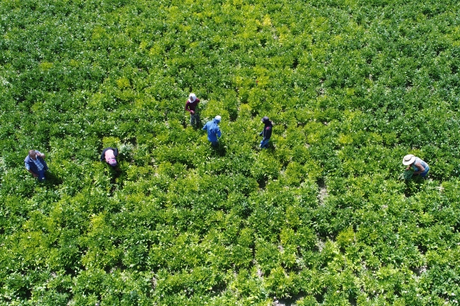 Bozkır topraklarını "şakayık"la tanıştırdılar