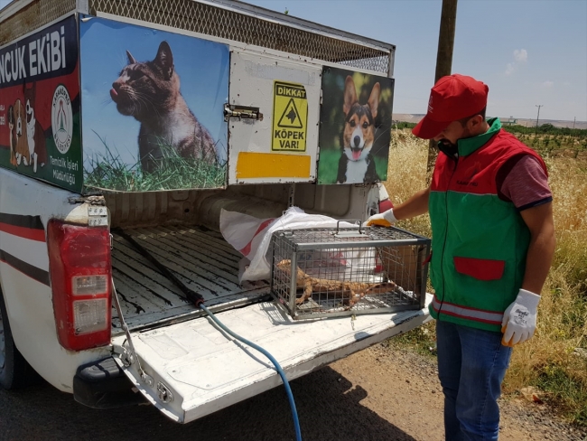 Şanlıurfa'da nesli tükenme tehlikesi altında olan "çöl varanı" bulundu