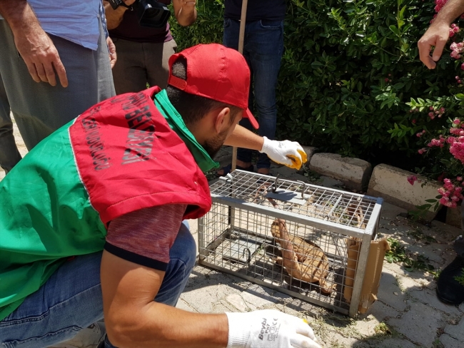 Şanlıurfa'da nesli tükenme tehlikesi altında olan "çöl varanı" bulundu