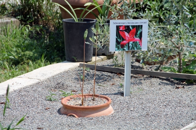 Yitik lale 123 yıl aradan sonra sılaya döndü