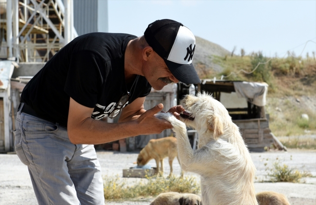 Sıcaktan bunalan sokak köpekleri onun ellerinde serinliyor