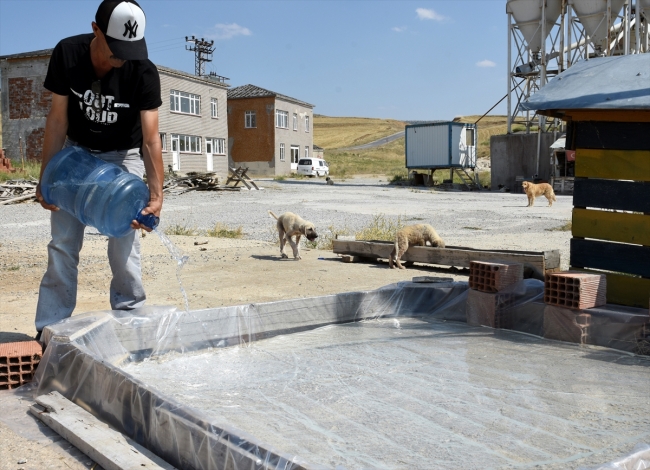 Sıcaktan bunalan sokak köpekleri onun ellerinde serinliyor