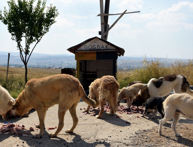 Sıcaktan bunalan sokak köpekleri onun ellerinde serinliyor