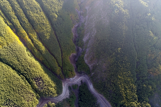 "Titrek kavak ormanları" Erciyes'e nefes oluyor