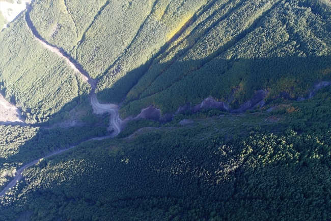 "Titrek kavak ormanları" Erciyes'e nefes oluyor