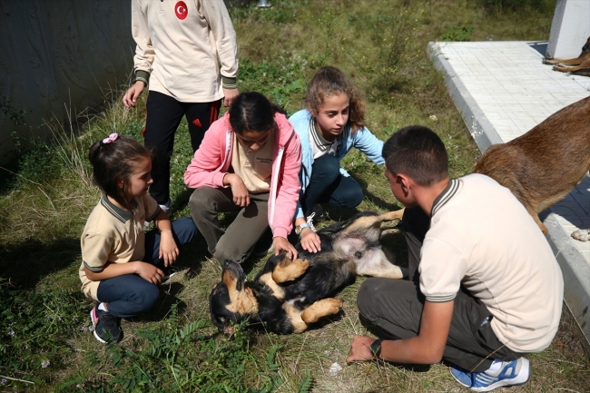 Sokak köpekleri okulun maskotu oldu