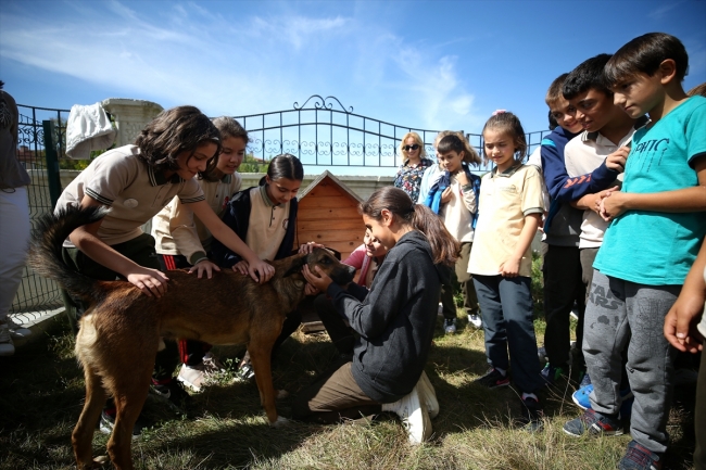 Sokak köpekleri okulun maskotu oldu