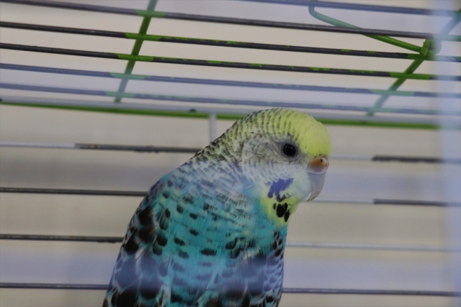 Otizmli çocuklara Maviş ve Limon ile terapi