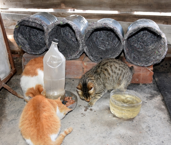 Eski damacana ve battaniyeler kedilere yuva oldu