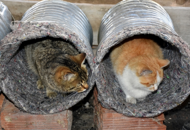 Eski damacana ve battaniyeler kedilere yuva oldu