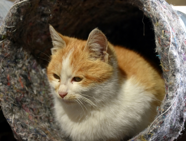 Eski damacana ve battaniyeler kedilere yuva oldu