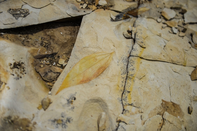Palmiye fosilleri iddiayı güçlendirdi: Ağrı Dağı geçmişte deniz kenarıydı