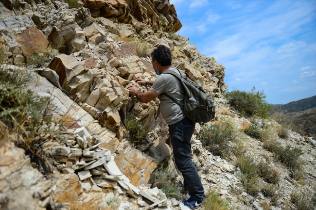 Palmiye fosilleri iddiayı güçlendirdi: Ağrı Dağı geçmişte deniz kenarıydı