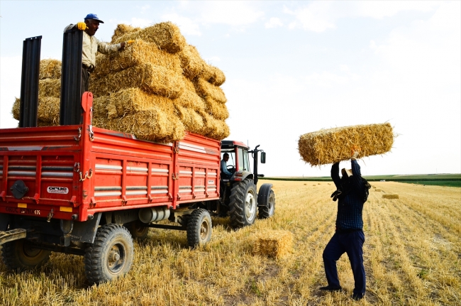 Türkiye'de tarımsal üretimin sigortası: Konya Ovası