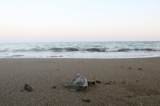 Mersin'de yavru caretta carettalar denizle buluşuyor