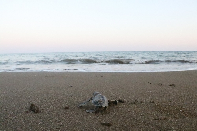 Mersin'de yavru caretta carettalar denizle buluşuyor