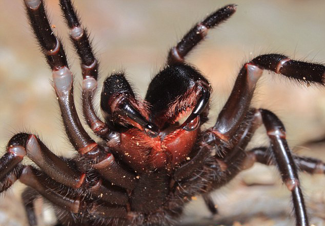 Örümceğin ısırdığı çocuk 12 şişe panzehirle kurtarıldı