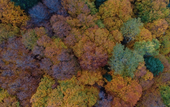 Sonbahar Uludağ'ı rengarenk ağaçlarla süsledi