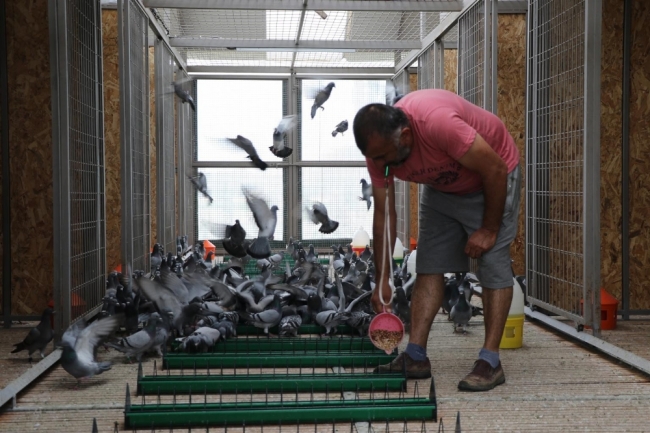 Edirne'de posta güvercinleri yarışa "bebek gibi" bakılarak hazırlanıyor