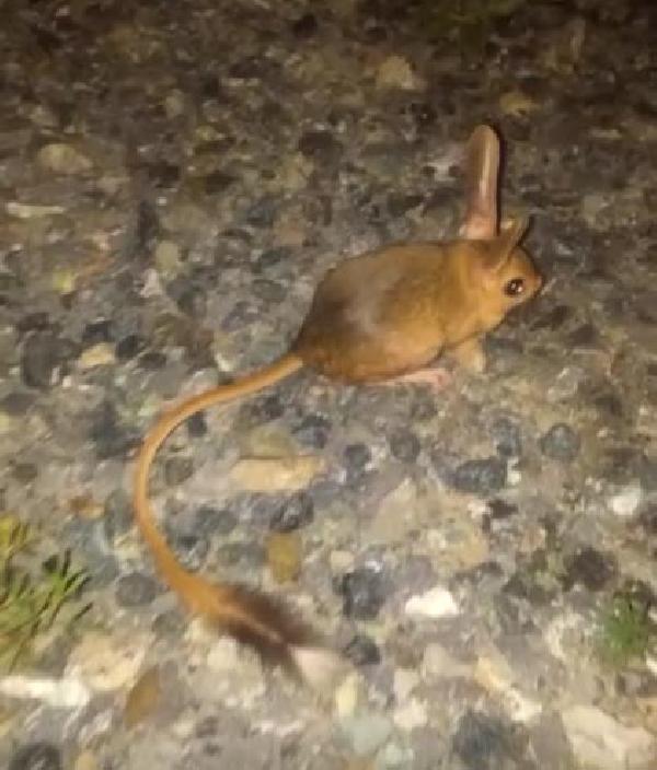 Elazığ'da kanguru faresi görüntülendi