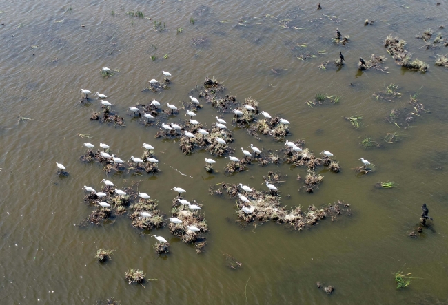 Kızılırmak Deltası "UNESCO Dünya Doğal Miras Listesi" yolunda