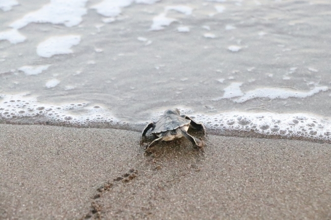 Mersin'de yavru caretta carettalar denizle buluşuyor