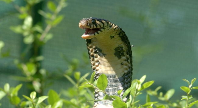 Kobra yılanıyla ilgili bilinmesi gerekenler