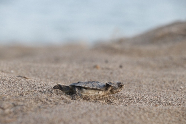 Mersin'de yavru caretta carettalar denizle buluşuyor