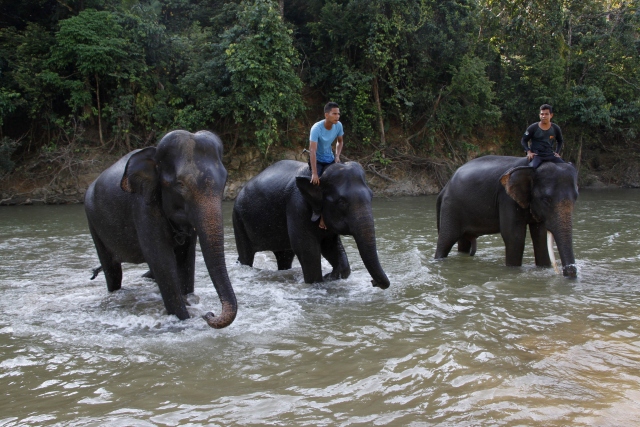 Nesli tükenmekte olan Sumatra filleri