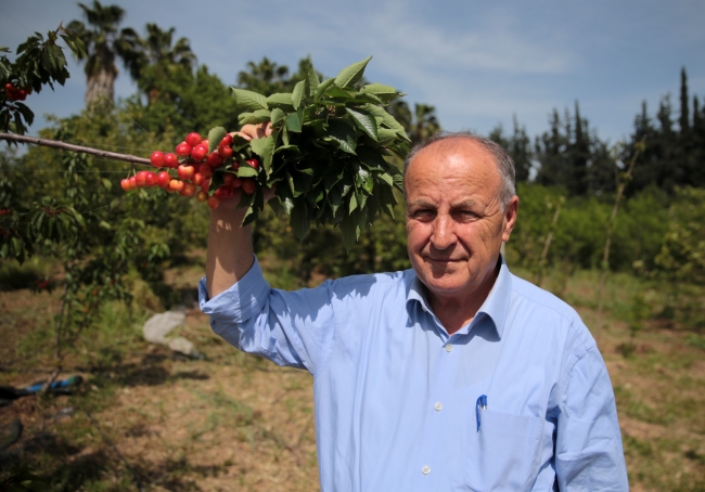 Çukurova'nın erkenci kirazı Uzakdoğu'ya ihraç edilecek