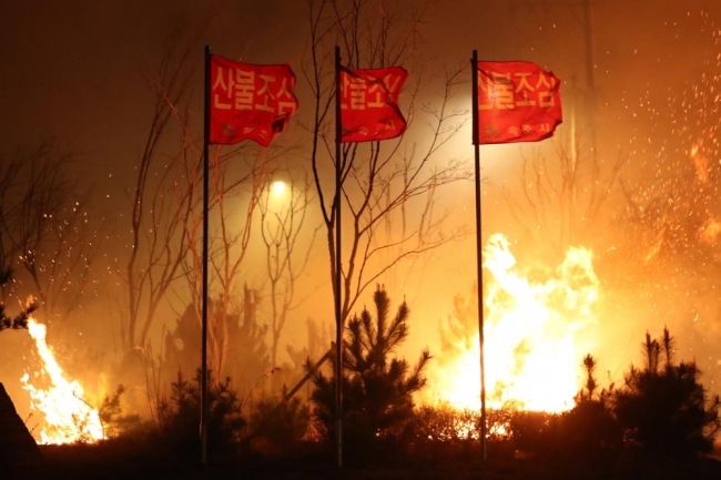 Güney Kore orman yangınıyla boğuşuyor: 250 hektar alan kül oldu