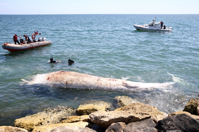Dünyanın ikinci büyük türü: 14 metrelik balina kıyıya vurdu
